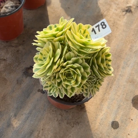 178迈巴赫朵朵多肉，