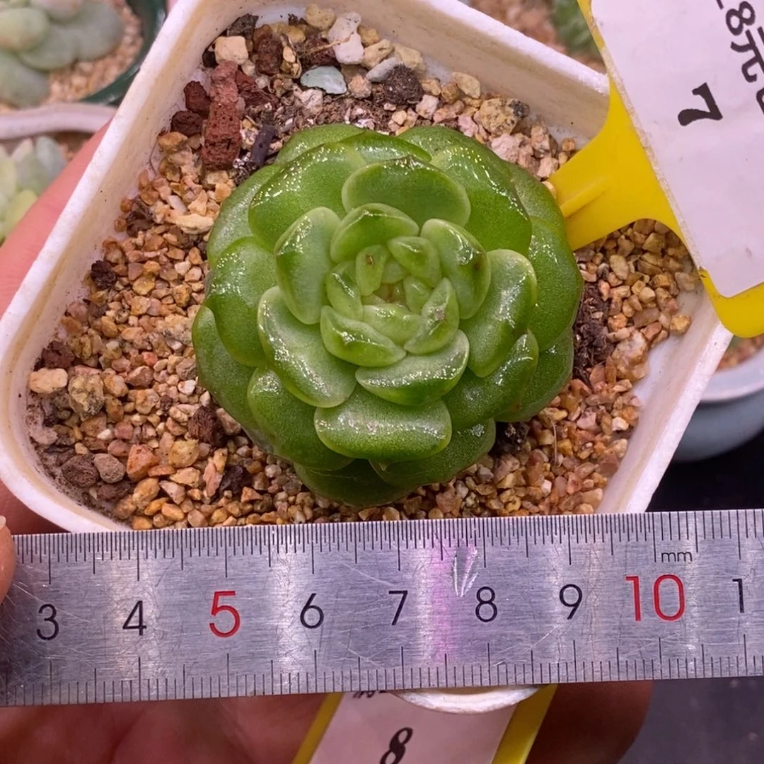 27绿水鬼，单头老桩