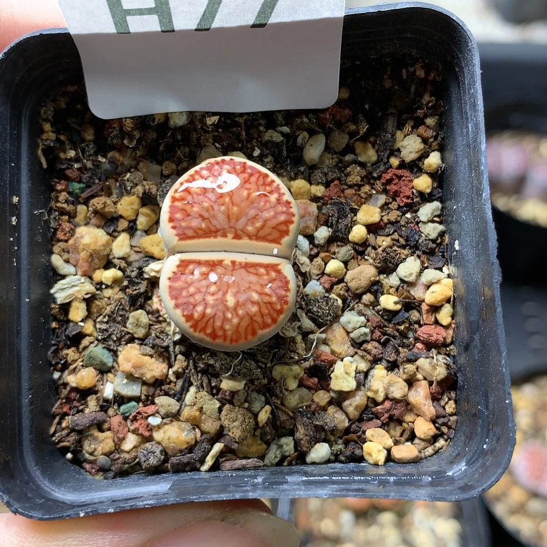 み**↘H77多肉植物保护研究所