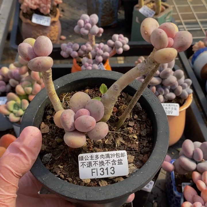 蛋黄奶老桩313多肉植物