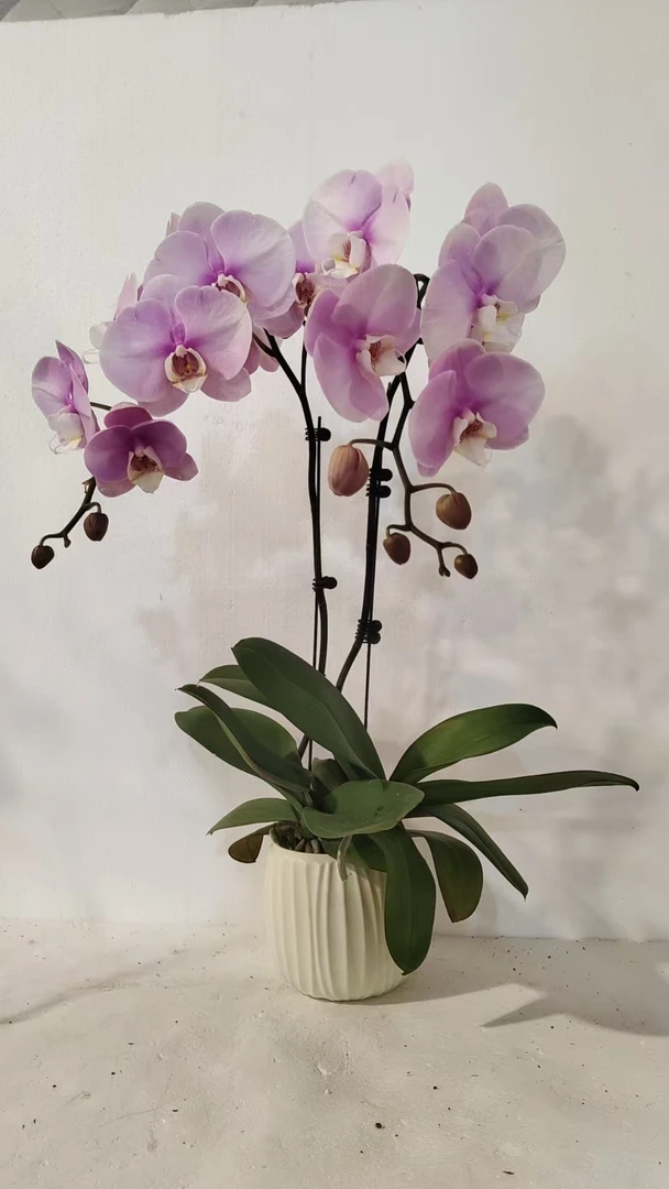 鲜花【月宫玉人】蝴蝶兰室内种植观赏送礼带花发货