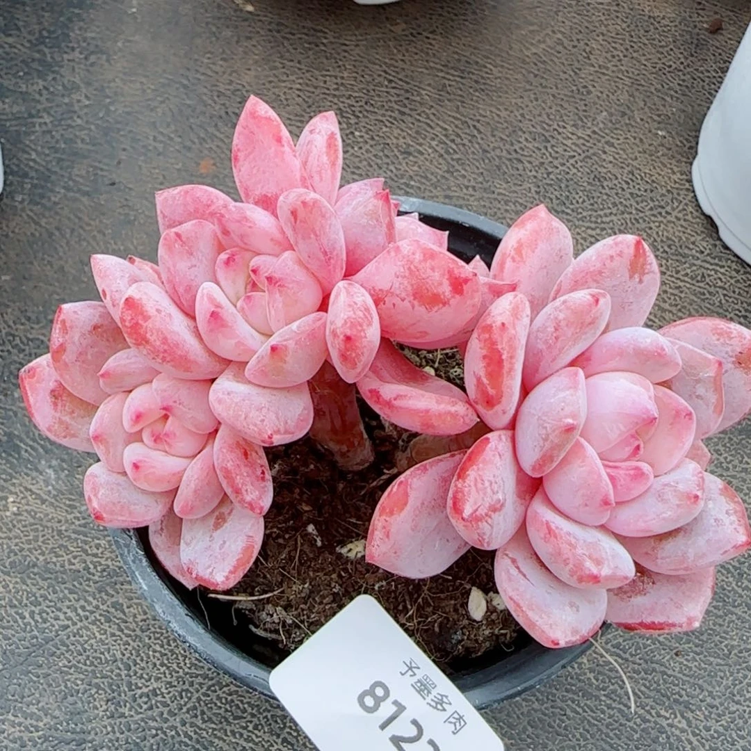 长杆雪之魄，8122多肉植物