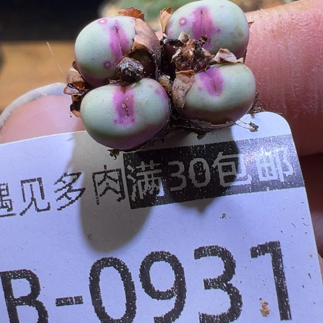 c 多肉植物11111111111