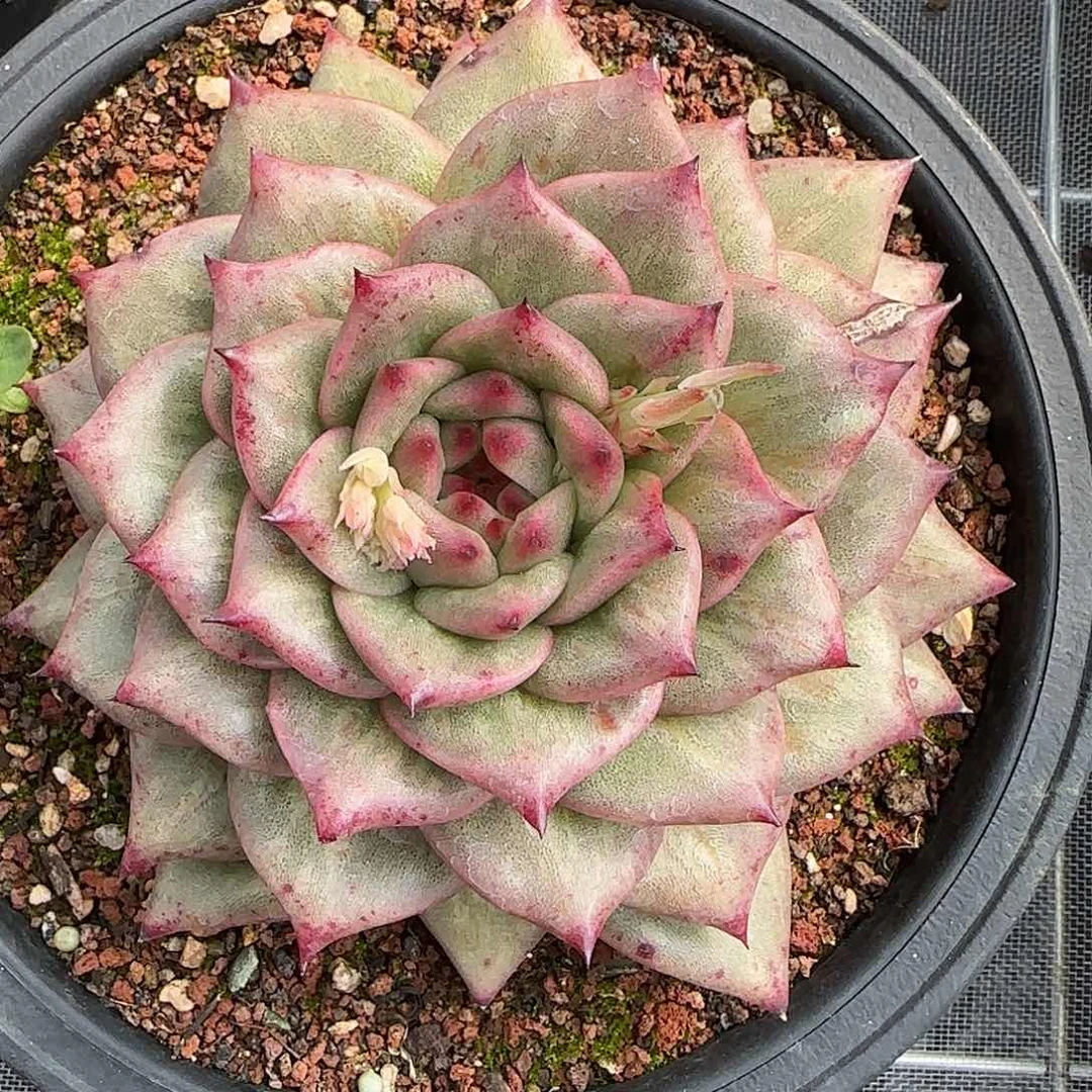 从前慢花园精选凸起