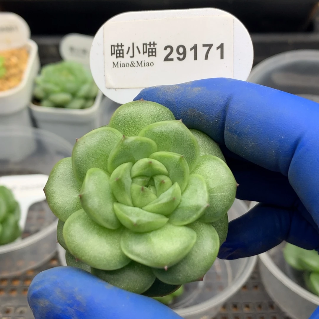 多肉植物杂交珍妮