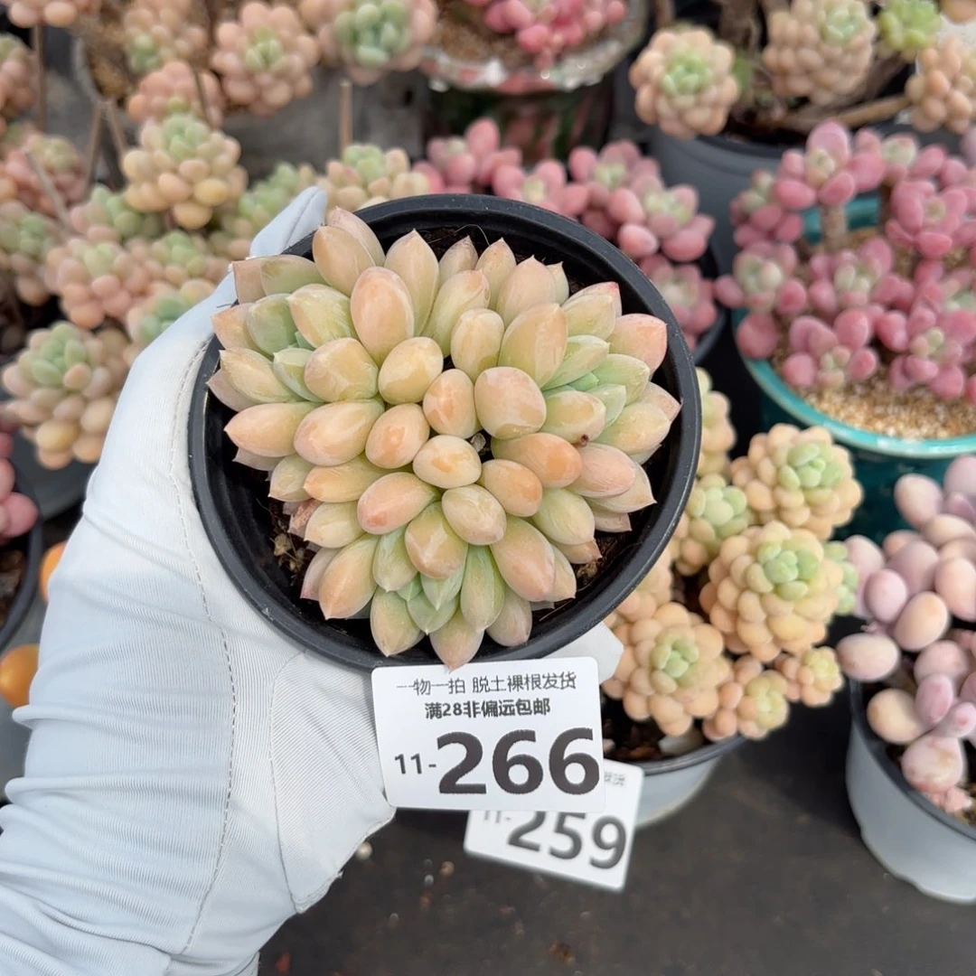 星空美人老桩多肉多肉