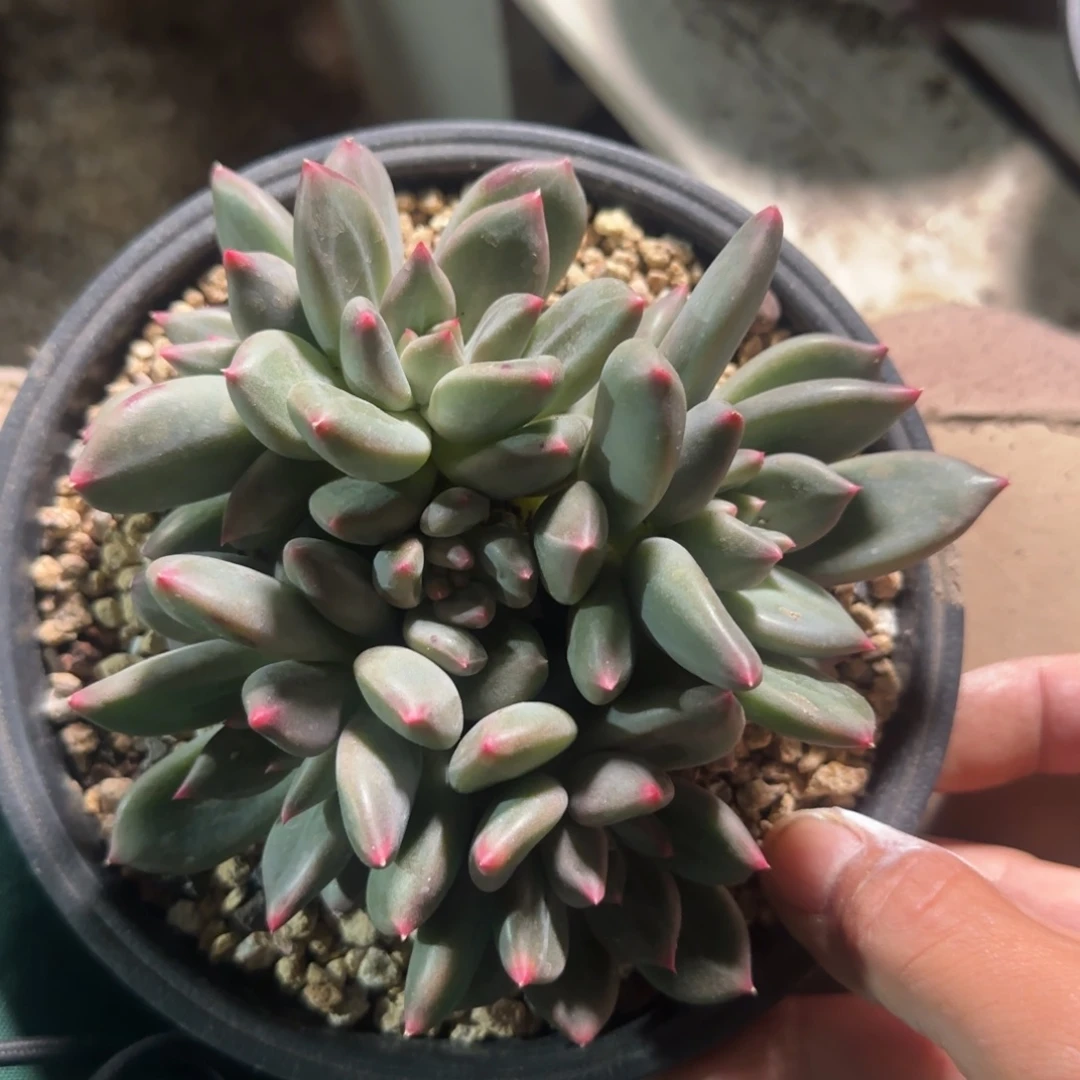 绿城群生五十包邮