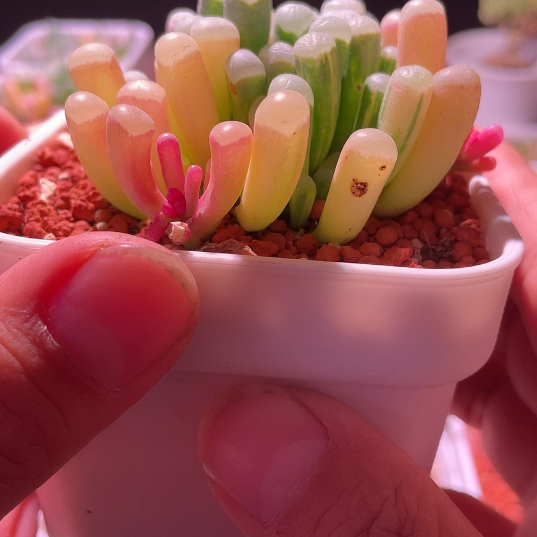 五十玲玉锦特价包邮