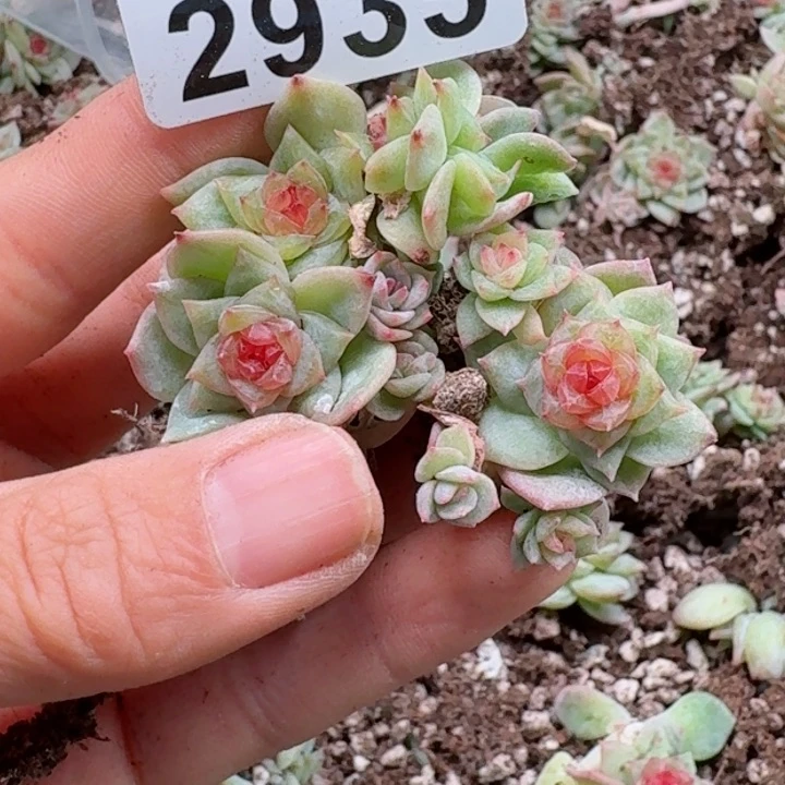 原****啊多肉植物多肉植物