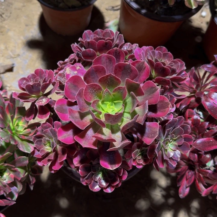 美杜莎周正12.8。