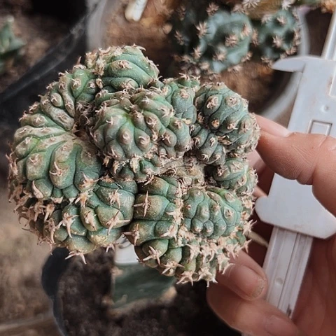 591猫爪缀化清棚特价