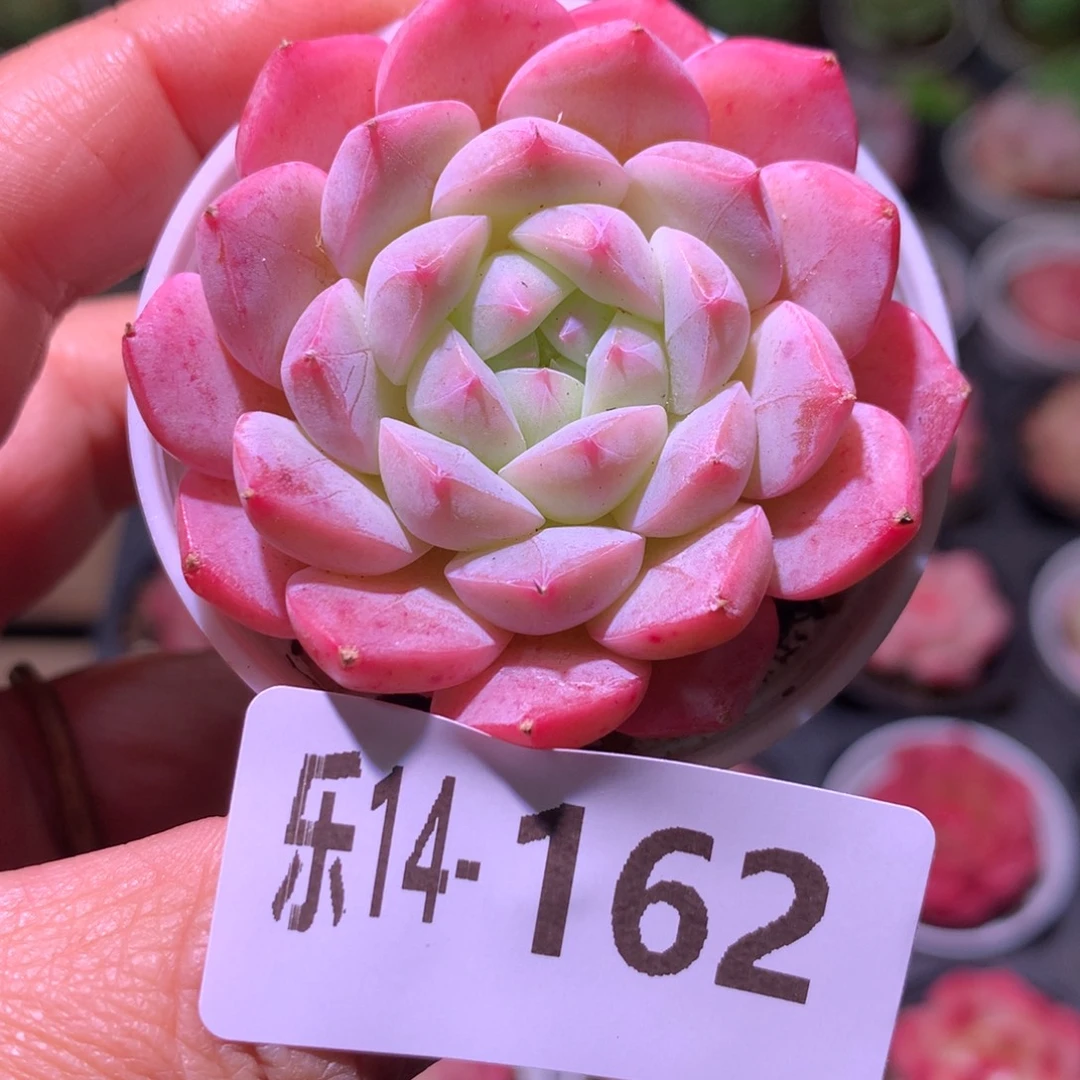 乐然14-162 白桃汽水