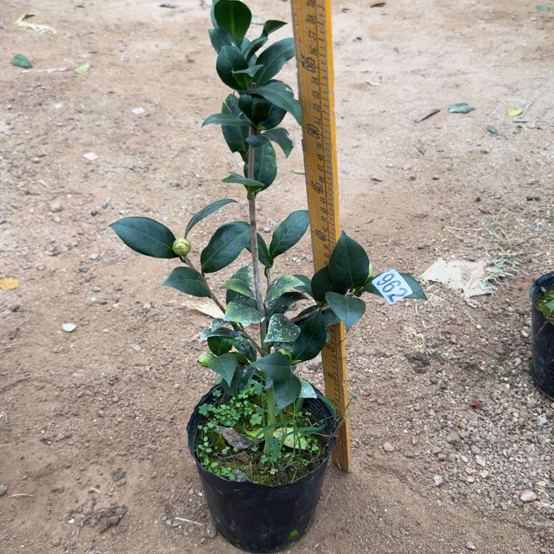 少量花朵（建议范围：2朵-5朵 或40%以下）962黄达