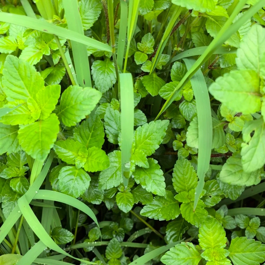 贵州野生新鲜鱼香菜毛毛菜蚂蚁菜贵州特产烧鱼蘸水用