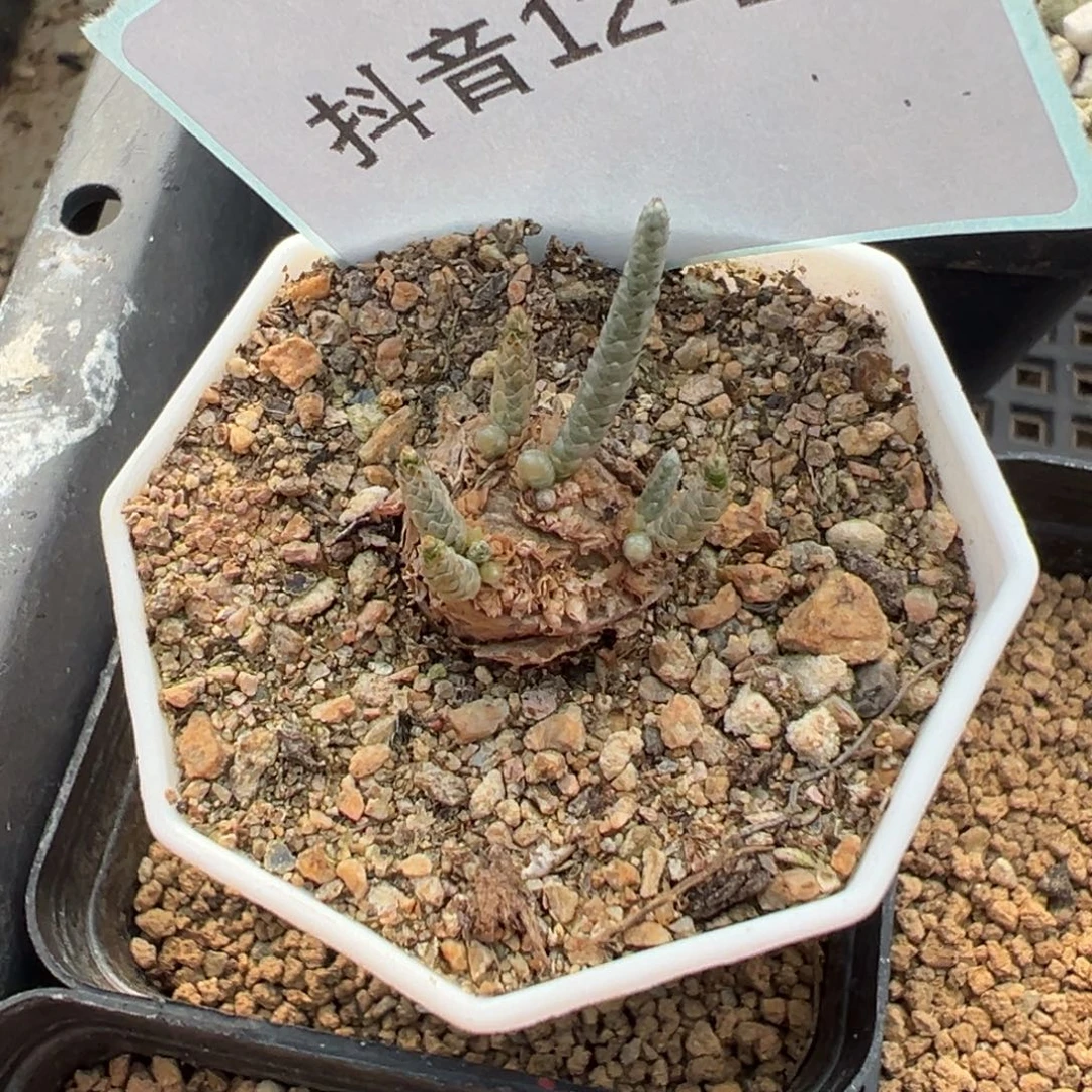 12-143韧锦多肉植物