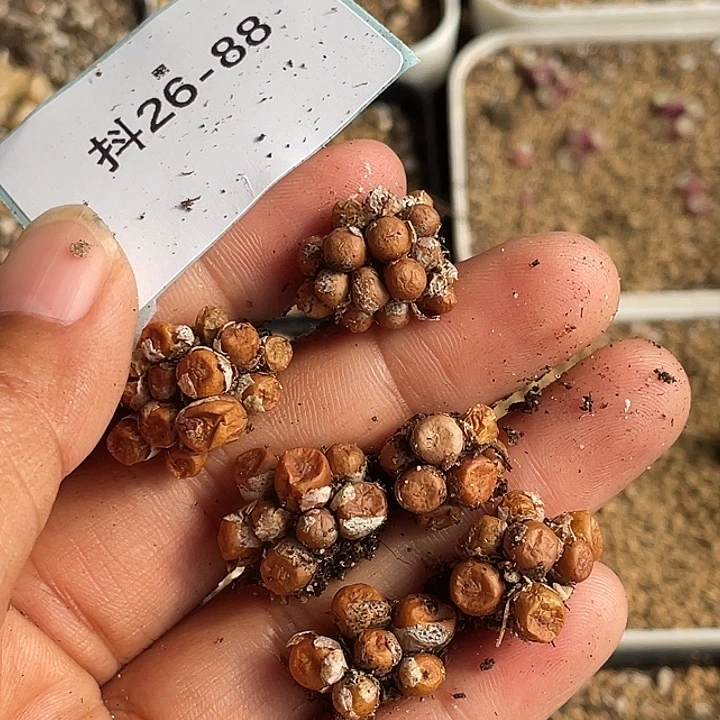 咸*呀26-88肉锥多肉植物