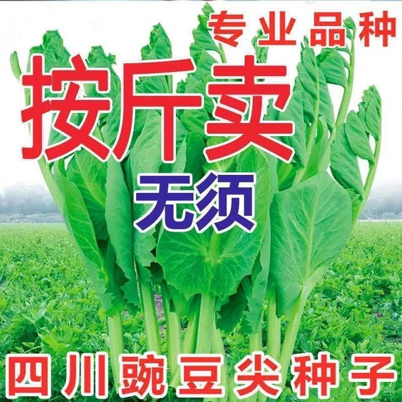 【按斤卖】无须豌豆尖种子豌豆苗种子阳台盆栽芽苗菜春秋播蔬菜种子