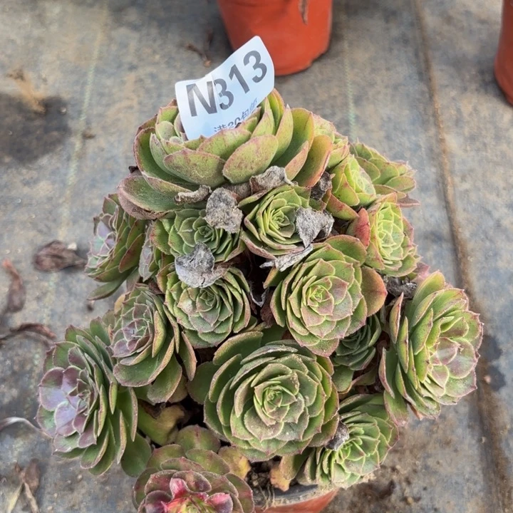 瑞妈多肉植物313.