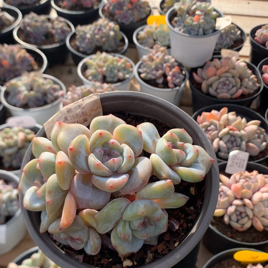 11厘米有砍五头绿油脸石榴籽