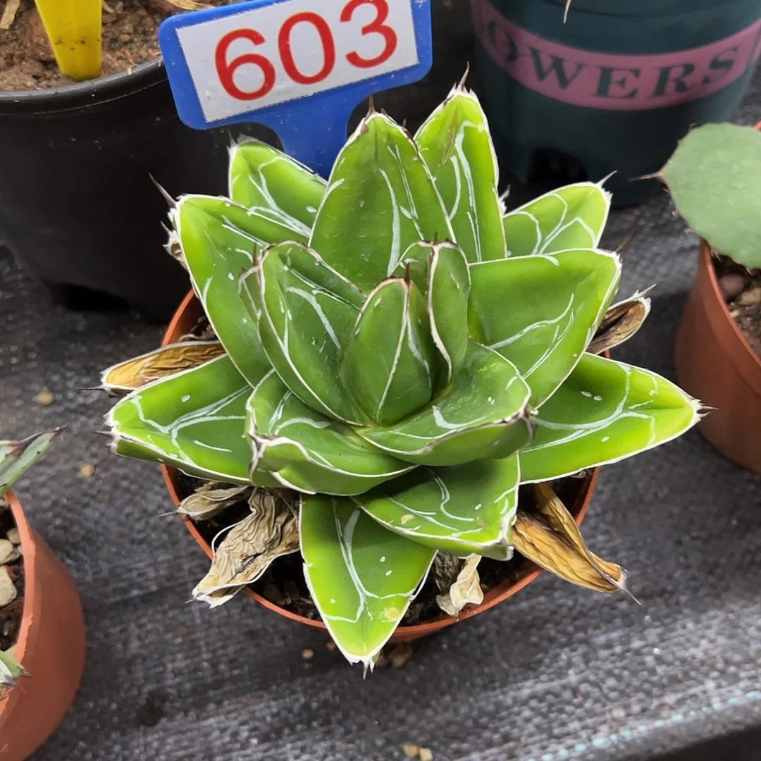 D型笹之雪龙舌兰系列