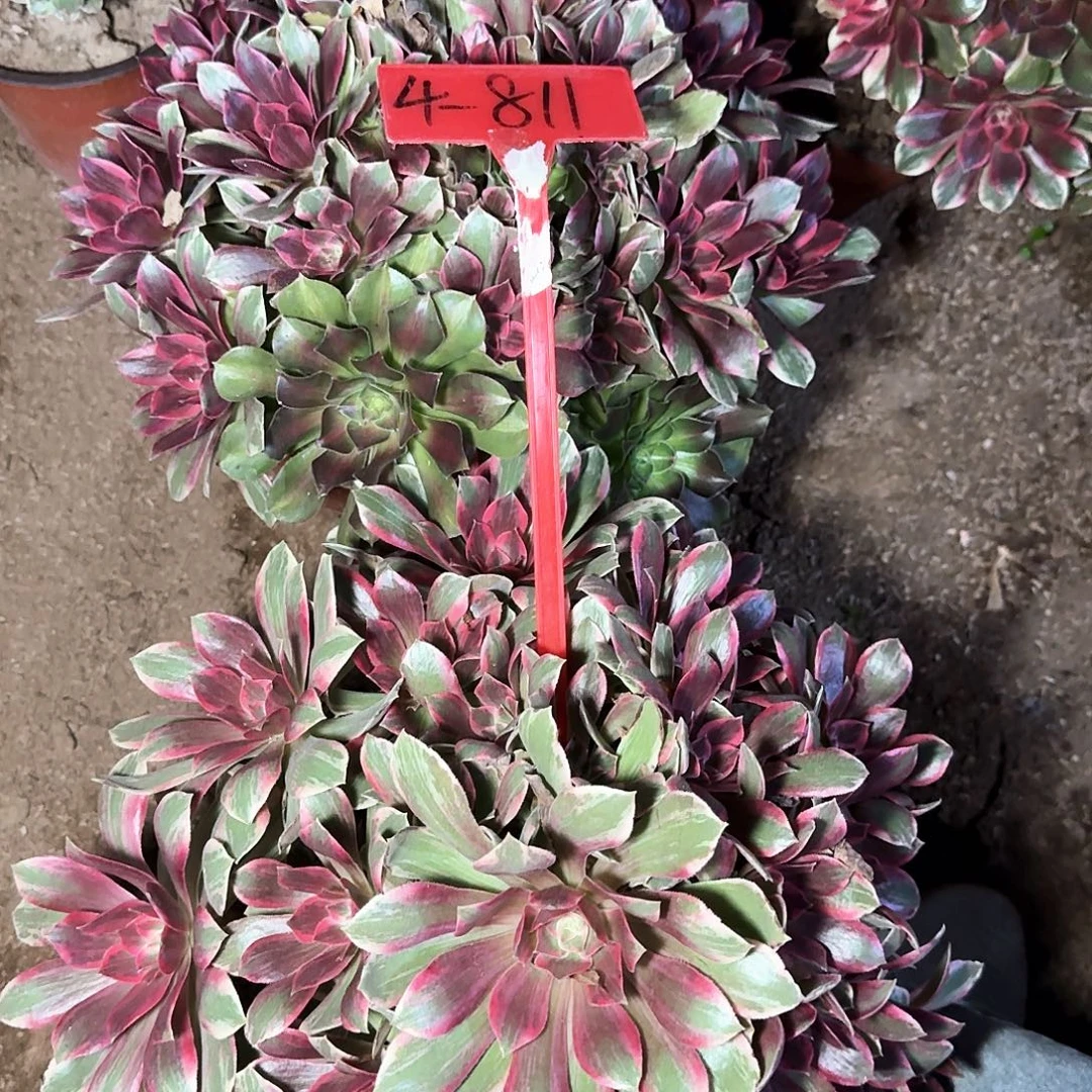 繁***坞4-811浣纱两个多肉