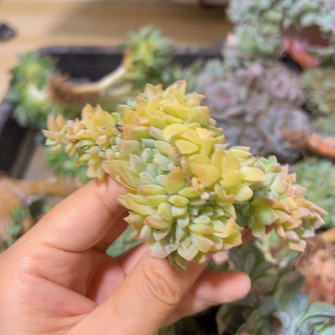 新年快乐 微瑕 新年快乐 新年快乐