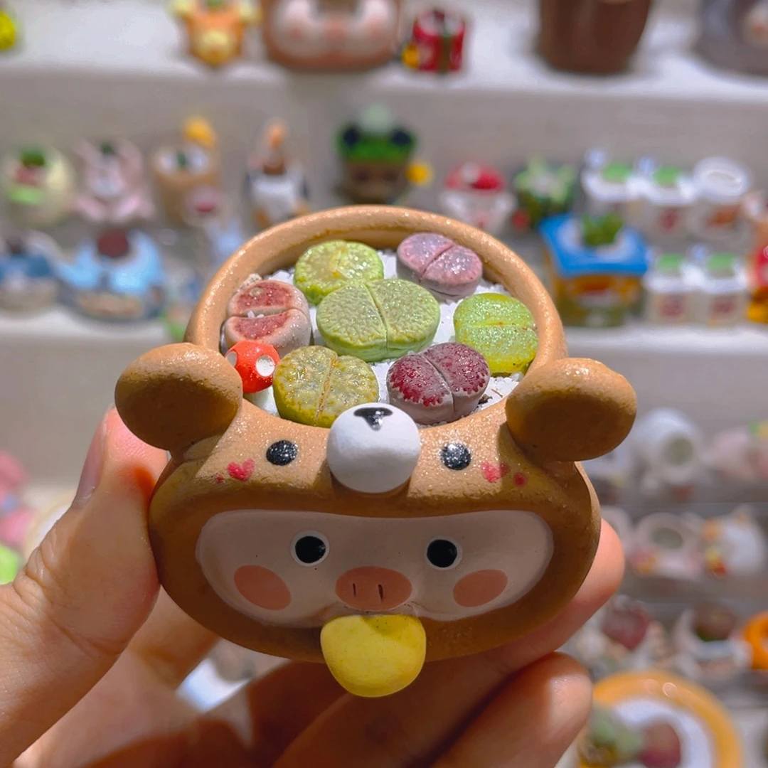 007高端多肉带盆土一套38