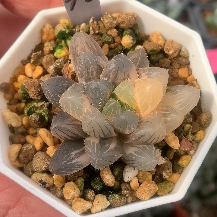 30号赤线玉露锦一物一拍