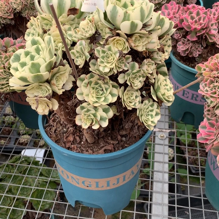 627迈巴赫多肉植物特价