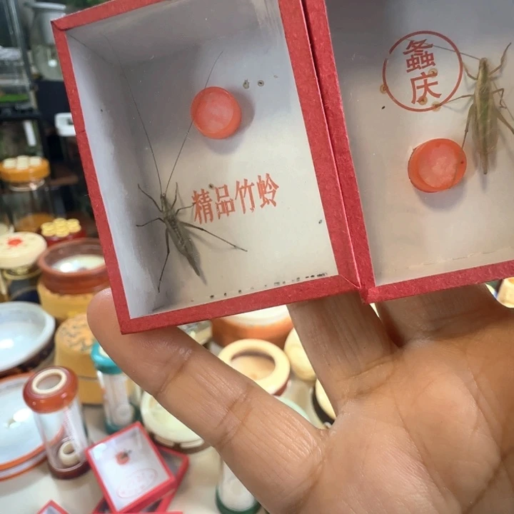 柬竹➕紫竹各一个啊啊啊啊啊
