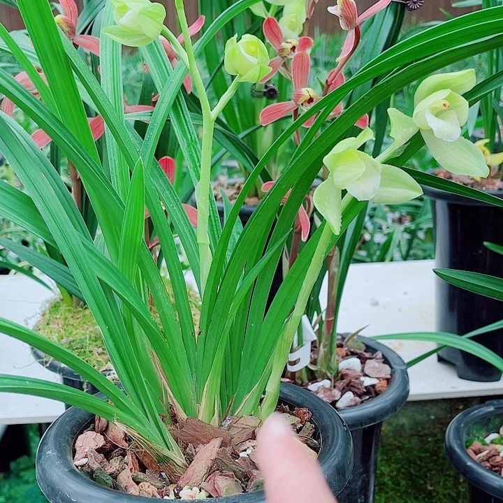 老***大完全开放一物一漂亮