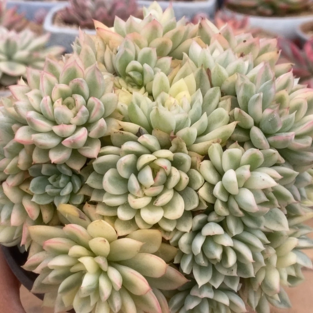 609女雏锦锦锦锦锦锦锦