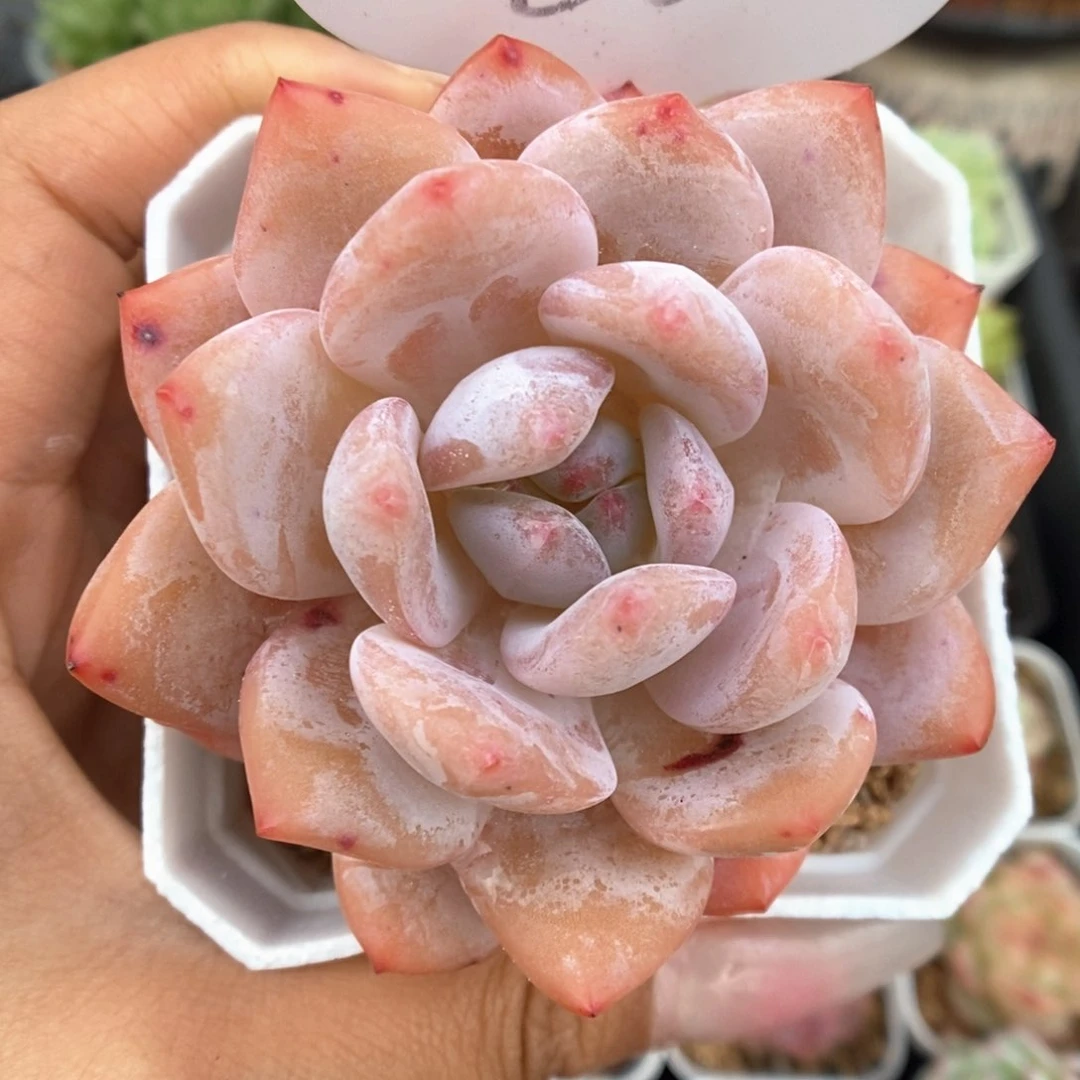 橙梦露可拍862号。