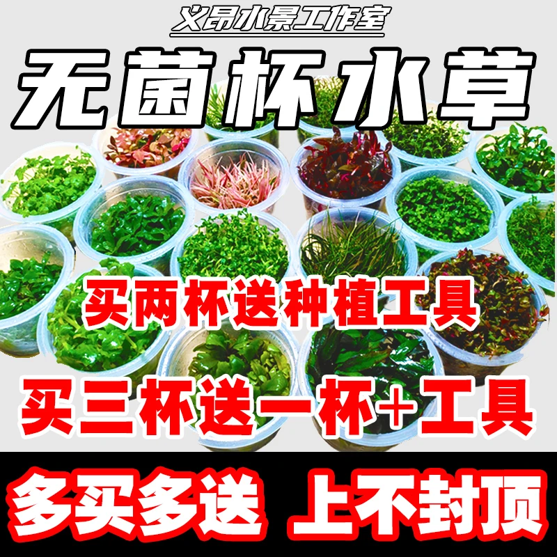 无菌杯水草鱼缸水草植物造景矮珍珠水草天胡荽水榕水兰真水草推荐