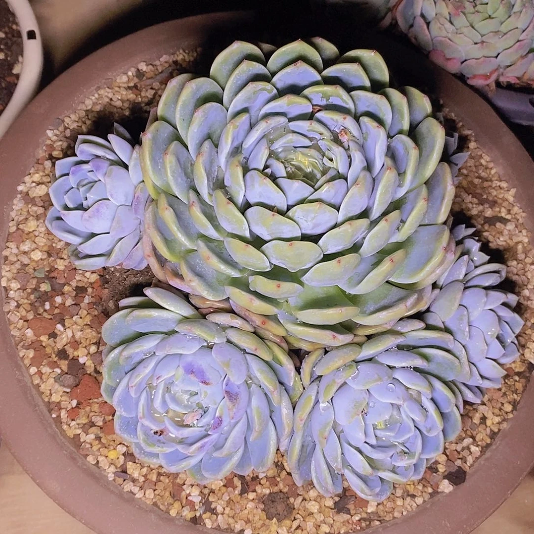 多肉植物蓝色大群