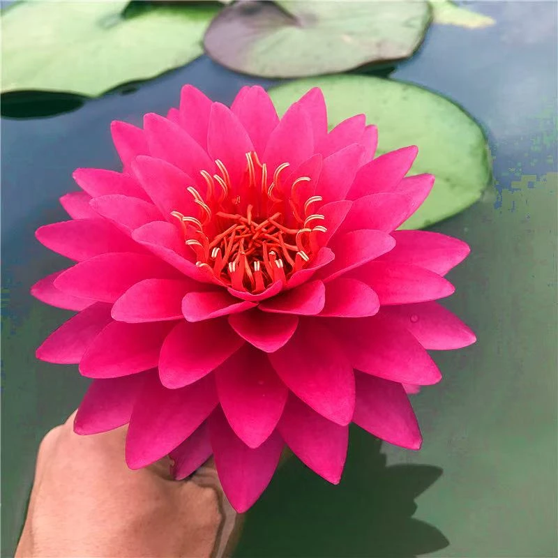 山梅耐寒睡莲苗红色多瓣大花型种植基地水生植物庭院室外带花苞