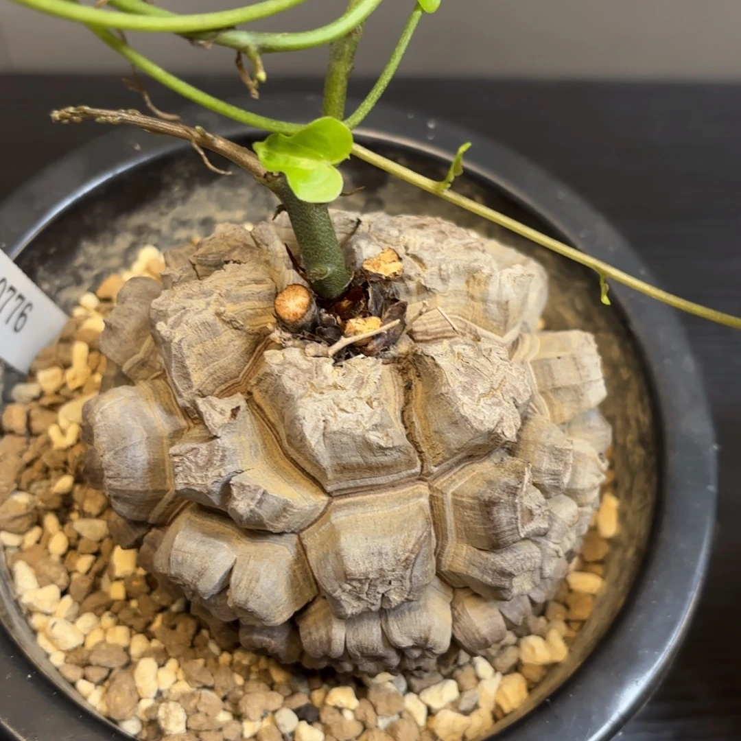 2号龟甲龙带盆包邮
