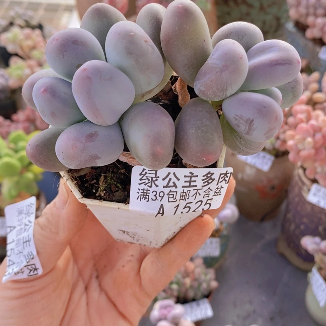 玫*米可7cm1525多肉植物