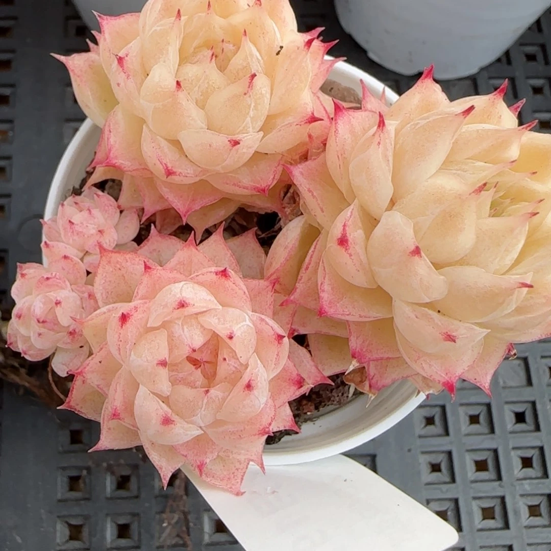 花语逸境0219-463