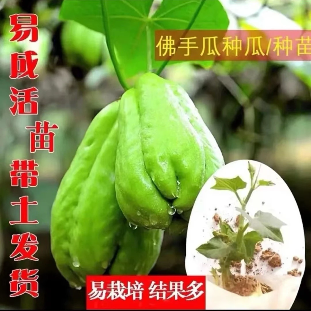 佛手瓜种苗秧苗带芽种子庭院盆栽蔬菜苗爬藤幼苗四季种植好养瓜苗