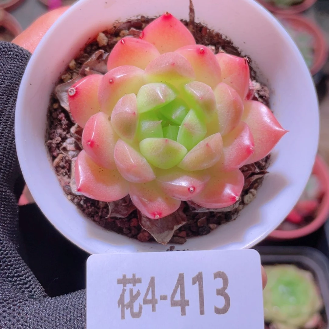 家***兽花利美4-413海王