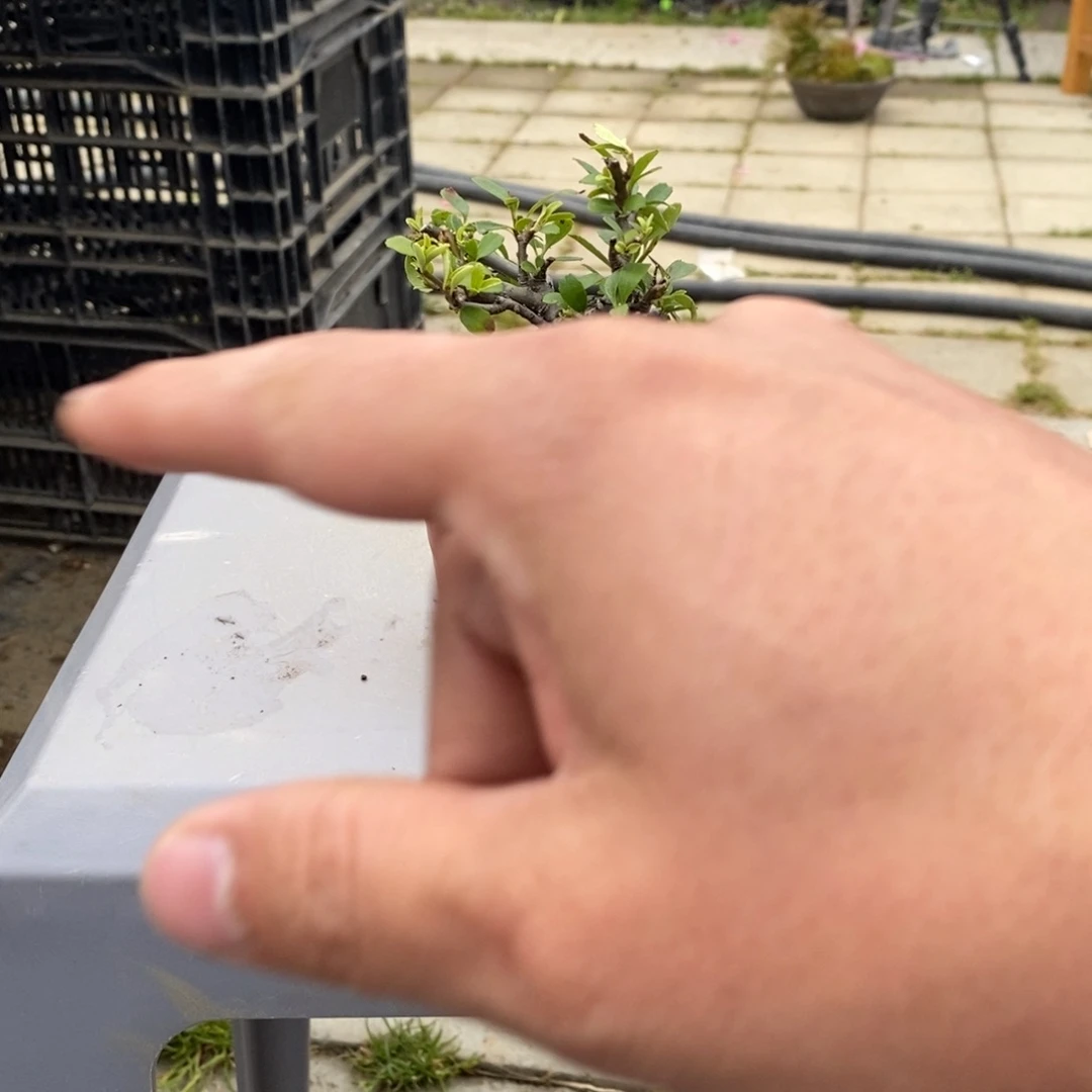 红陶野****o红红火火过大年036