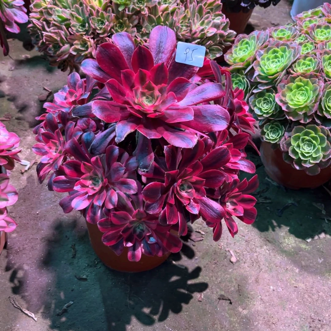 多肉植物美杜莎095