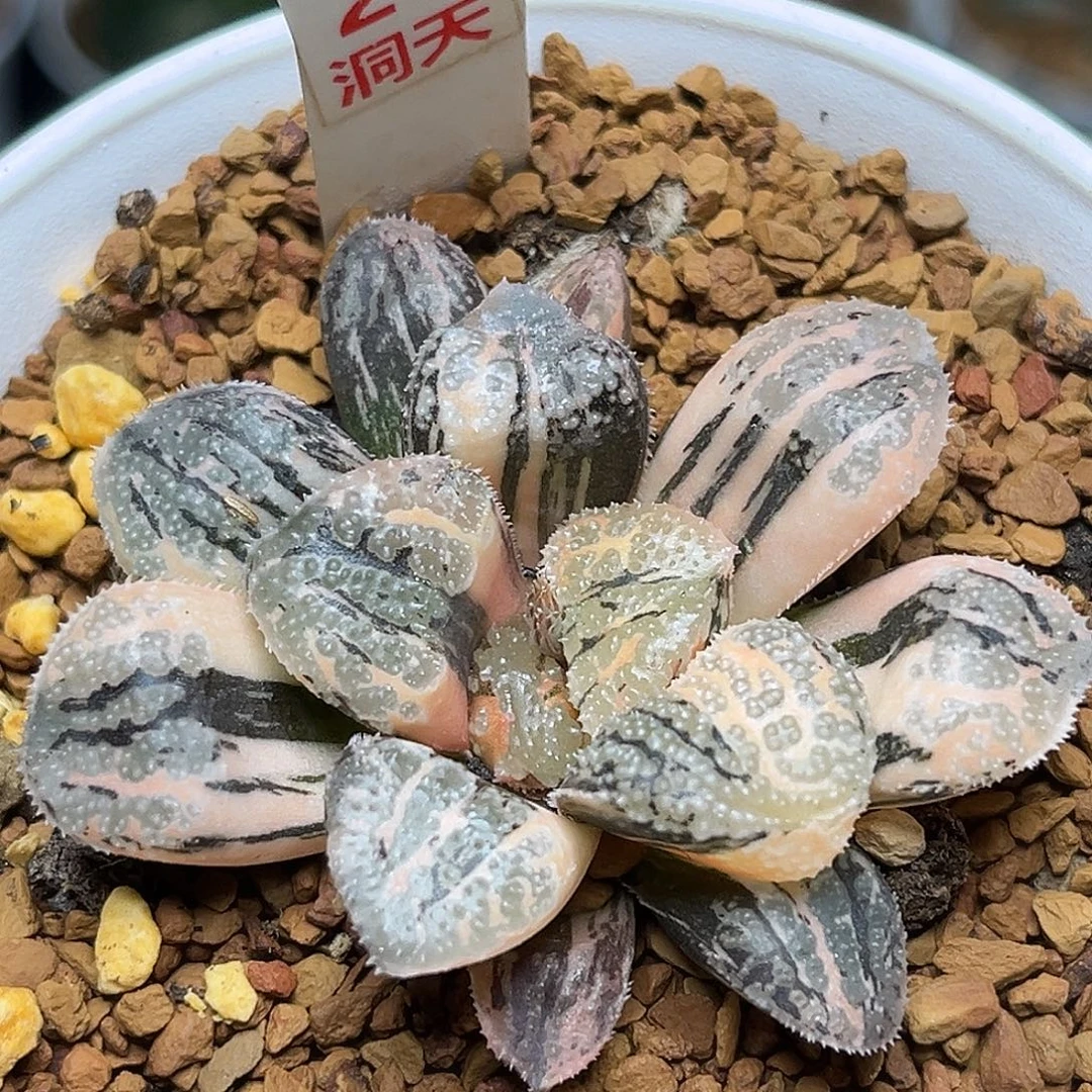 26魔多寿锦福利福利福利
