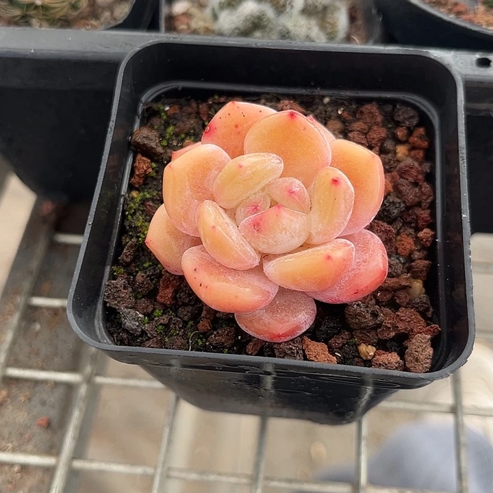 我也不知道我为什么要这样