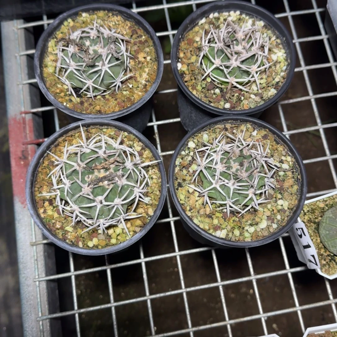 五十铃园碧岩玉量拍1个