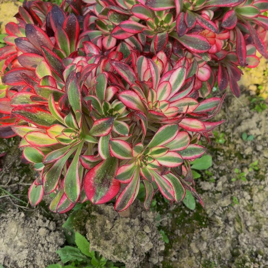 香奈儿多肉植物捧花的