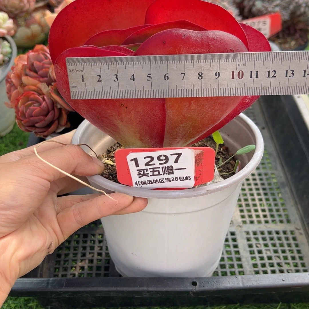 表妹精品多肉1297.