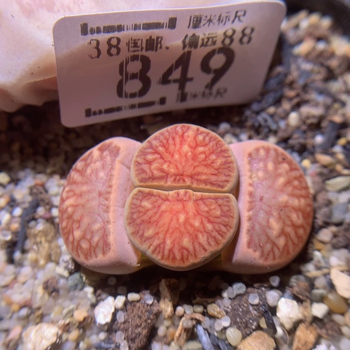 精品sss生石花849