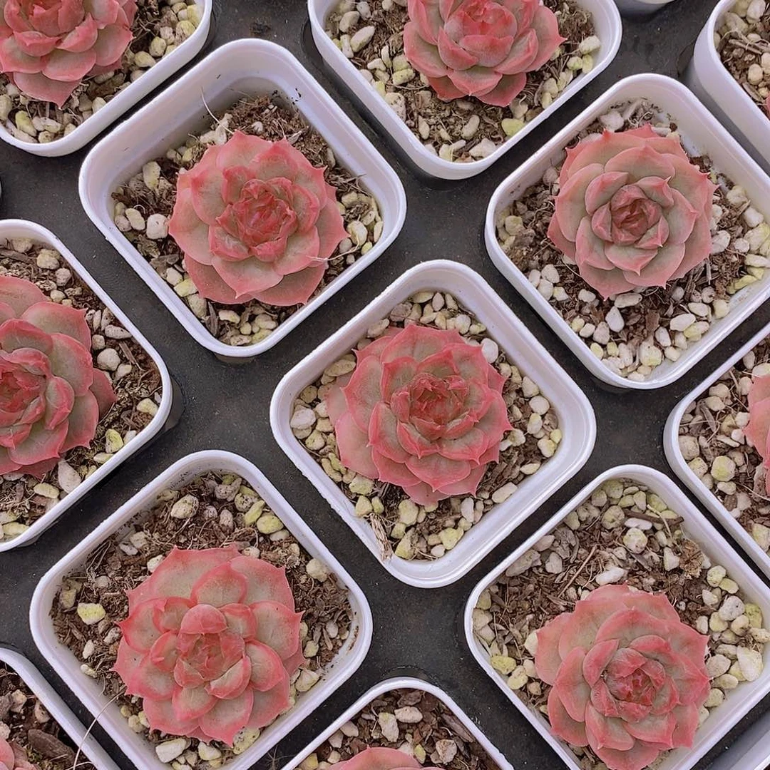 虾饺小单头福利一颗量拍